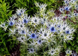 eryngium 1